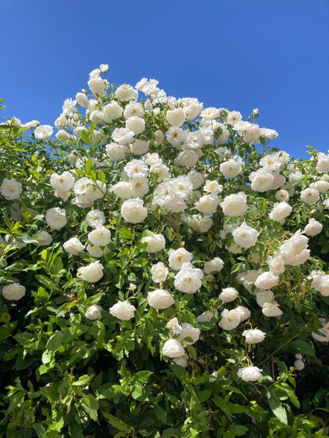 La Rosa Del Lago Bracciano Kültér fotó