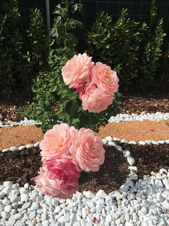 La Rosa Del Lago Bracciano Kültér fotó